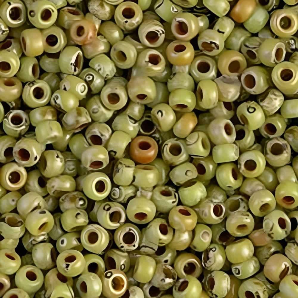 Miyuki Round Seed Beads Size 11/0 Picasso Chartreuse 23GM